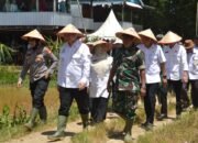 Kodim 1421/Pangkep dan Pemda Kabupaten Pangkep Dukung Penuh Gerakan Menanam Padi Serentak