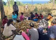 Polsek Bola Panen Raya Jagung Hibrida Dukung Swasembada Pangan