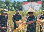 PANEN RAYA JAGUNG SERENTAK KUARTAL II TAHUN 2025: KODIM 1421/PANGKEP BERSINERGI DENGAN PEMERINTAH DAERAH MENDUKUNG SWASEMBADA PANGAN