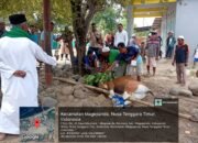 Ratusan Hewan Disembelih Saat Idul Adha 2025 di Sikka