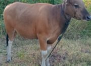 WhatsApp Image 2025-06-05 at 23.04.47_b1688093 WhatsApp Image 2025-06-05 at 23.04.47_b1688093