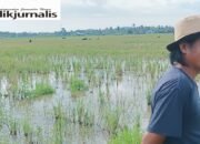Bhabinkamtibmas dan Ketua RW Tindak Lanjuti Aduan Warga Soal Ternak Masuk Sawah di Kampung Lekoboddong