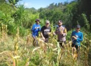 Dukung Program Ketahanan Pangan Nasional, Kepala desa dan Bhabinkhamtibmas Malaka Panen Jagung Bersama