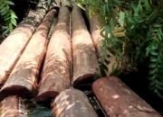 “Tanpa Api, Hutan Kalimantan Mati: Di Balik Kejahatan Terbuka yang Dibiarkan Negara”