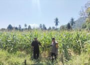 Bhabinkamtibmas Ma’rang Sambangi Kebun Jagung Warga, Dukung Ketahanan Pangan dan Kamtibmas