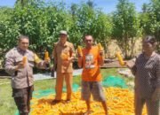 Kuatkan Ketahanan Pangan, Bhabinkamtibmas Dampingi Petani Panen Jagung di Padanglampe