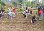 Sinergi Polri, Pemerintah Desa, dan Warga Bantimurung Galakkan Penanaman Jagung Dukung Ketahanan Pangan