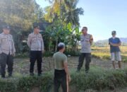 Kapolsek Minasatene di dampingi Bhabinkamtibmas Tinjau Perawatan Lahan Jagung Dukung Ketahanan Pangan Nasional