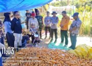 Bhabinkamtibmas Polsek Bungoro Hadiri Panen Raya Jagung Kuartal III di Desa Mangilu