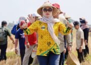 Bupati Barru Tinjau Lahan 100 Hektar Budidaya Padi Varietas Soeharto di Desa Lipukasi