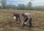 Bhabinkamtibmas Polsek Ma’rang Turun ke Sawah, Tanam Jagung Bersama Warga Dukung Ketahanan Pangan Nasional