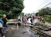 Gerak Cepat Personel Polsek Bungoro Evakuasi Pohon Tumbang di Jalan Poros Tonasa 2