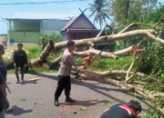 Kapolsek Segeri Bersama Personel Sigap Atasi Pohon Tumbang, Akses Jalan Poros Bonto Matene Kembali Normal