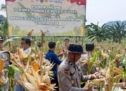 Bhabinkamtibmas Kelurahan Tonasa Hadiri Panen Jagung Polres Pangkep Dukung Swasembada Pangan Tahun 2026.