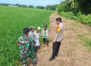 Bhabinkamtibmas dan Babinsa Ma’rang Dampingi PPL–POPT Monitoring Tanaman Padi di Desa Tamangapa