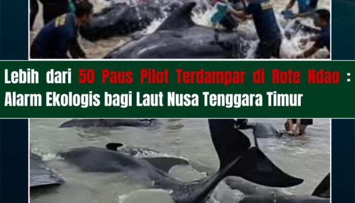 Lebih dari 50 Paus Pilot Terdampar di Rote Ndao: Alarm Ekologis bagi Laut Nusa Tenggara Timur