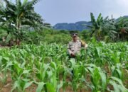 Bhabinkamtibmas Tonasa Dukung Ketahanan Pangan, Cek Pertumbuhan Jagung Warga
