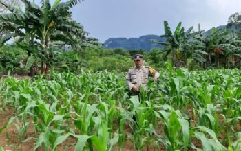 Bhabinkamtibmas Tonasa Dukung Ketahanan Pangan, Cek Pertumbuhan Jagung Warga