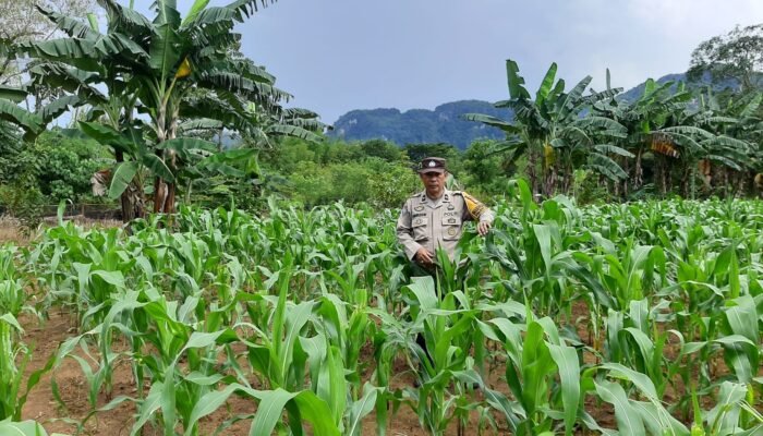 Bhabinkamtibmas Tonasa Dukung Ketahanan Pangan, Cek Pertumbuhan Jagung Warga