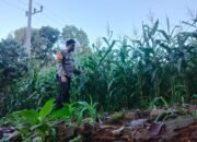 Pantau Program Ketahanan Pangan, Bhabinkamtibmas Desa Lanne Tinjau Kebun Jagung Hibrida Warga