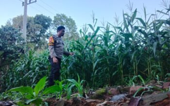 Pantau Program Ketahanan Pangan, Bhabinkamtibmas Desa Lanne Tinjau Kebun Jagung Hibrida Warga