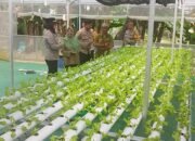 Wakapolsek Minasatene Kanit Binmas Dan Bhabinkamtibmas Monitoring Pengembangan Hidroponik P2B Di Desa Kabba