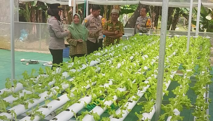 Wakapolsek Minasatene Kanit Binmas Dan Bhabinkamtibmas Monitoring Pengembangan Hidroponik P2B Di Desa Kabba