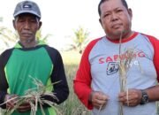 Petani di Pinrang Laporkan Penurunan Produksi Padi Drastis, Harapkan Dukungan Pemerintah