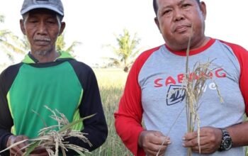 Petani di Pinrang Laporkan Penurunan Produksi Padi Drastis, Harapkan Dukungan Pemerintah