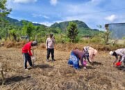 Bhabinkamtibmas Polsek Balocci Turun ke Sawah, Ajak Warga Kembangkan Jagung Hibrida