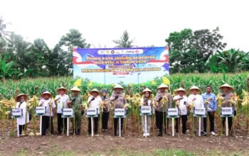 Panen Raya Jagung Serentak Kuartal II Tahun 2026, Kapolda Sulsel Dorong Ketahanan Pangan Nasional di Pangkep