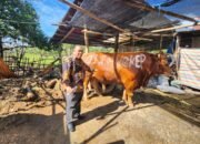 Dinas Pertanian Kabupaten Pangkep Pastikan Hewan Kurban Sehat