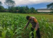 Dukung Ketahanan Pangan, Bhabinkamtibmas Polsek Ma’rang Pantau Perkembangan Tanaman Jagung Warga
