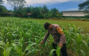Dukung Ketahanan Pangan, Bhabinkamtibmas Polsek Ma’rang Pantau Perkembangan Tanaman Jagung Warga