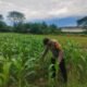 Dukung Ketahanan Pangan, Bhabinkamtibmas Polsek Ma’rang Pantau Perkembangan Tanaman Jagung Warga