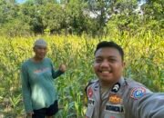 Bhabinkamtibmas Polsek Ma’rang Cek Perkembangan Tanaman Jagung Warga, Wujud Dukungan Ketahanan Pangan Nasional