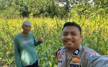 Bhabinkamtibmas Polsek Ma’rang Cek Perkembangan Tanaman Jagung Warga, Wujud Dukungan Ketahanan Pangan Nasional