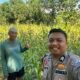 Bhabinkamtibmas Polsek Ma’rang Cek Perkembangan Tanaman Jagung Warga, Wujud Dukungan Ketahanan Pangan Nasional