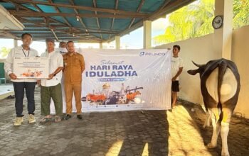 Jelang Idul Adha, Pelindo Maumere Salurkan Hewan Kurban untuk Warga Sekitar Pelabuhan