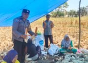 Dukung Ketahanan Pangan, Bhabinkamtibmas Polsek Ma’rang Dampingi Warga Panen Jagung