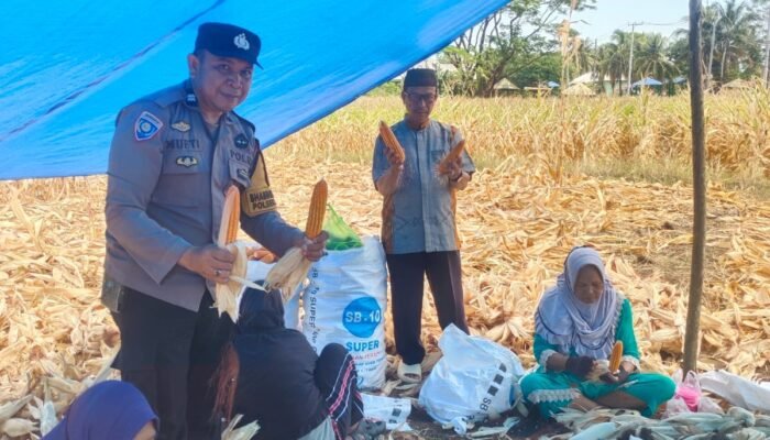 Dukung Ketahanan Pangan, Bhabinkamtibmas Polsek Ma’rang Dampingi Warga Panen Jagung