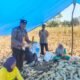 Dukung Ketahanan Pangan, Bhabinkamtibmas Polsek Ma’rang Dampingi Warga Panen Jagung