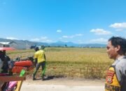 Bhabinkamtibmas Polsek Pangkajene Sambangi Petani Saat Panen Padi, Dukung Ketahanan Pangan Nasional