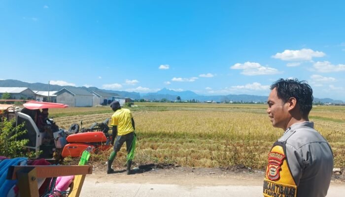 Bhabinkamtibmas Polsek Pangkajene Sambangi Petani Saat Panen Padi, Dukung Ketahanan Pangan Nasional
