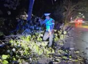 respon cepat unit patroli sat lantas polres pangkep tangani pohon tumbang di minasatene