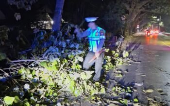 respon cepat unit patroli sat lantas polres pangkep tangani pohon tumbang di minasatene