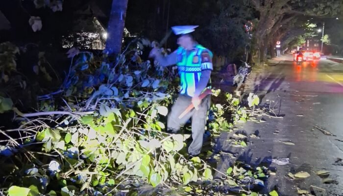 respon cepat unit patroli sat lantas polres pangkep tangani pohon tumbang di minasatene