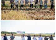 Panen dan Tanam Bersama di Barru, Wabup Abustan Dorong Modernisasi Pertanian dan Perkuat Ketahanan Pangan