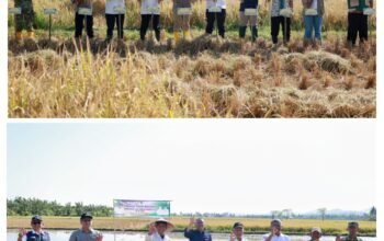 Panen dan Tanam Bersama di Barru, Wabup Abustan Dorong Modernisasi Pertanian dan Perkuat Ketahanan Pangan