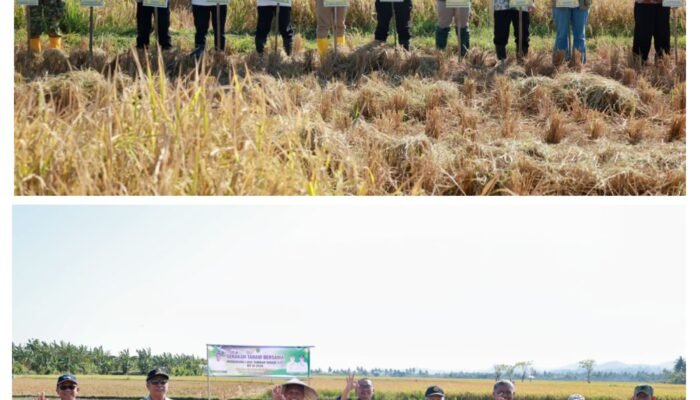 Panen dan Tanam Bersama di Barru, Wabup Abustan Dorong Modernisasi Pertanian dan Perkuat Ketahanan Pangan
